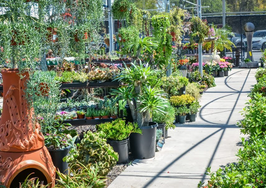 plants in a sunlit display